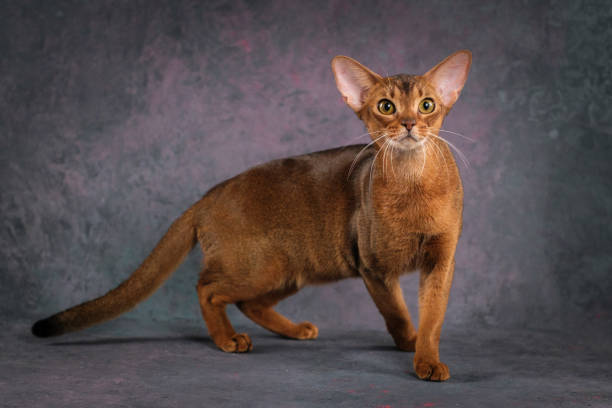 istock A ginger Abyssinian cat poses against a beautiful background in a photo studio. 2196453244
