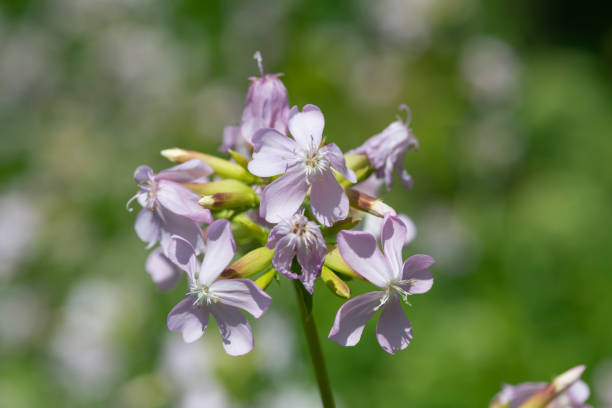 Close up of wild sweet William (saponaria officinalis) flowers in bloom