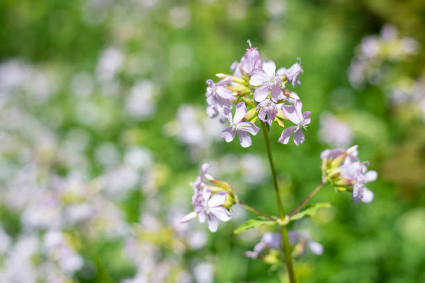 Close up of wild sweet William (saponaria officinalis) flowers in bloom