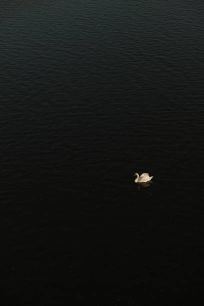 A white swan floats along a dark river at sunset