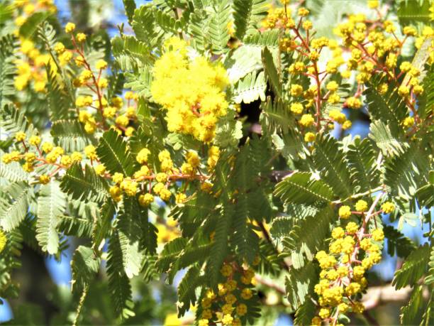 istock Japan. February. Mimosa is blooming - spring has come. 2196453723