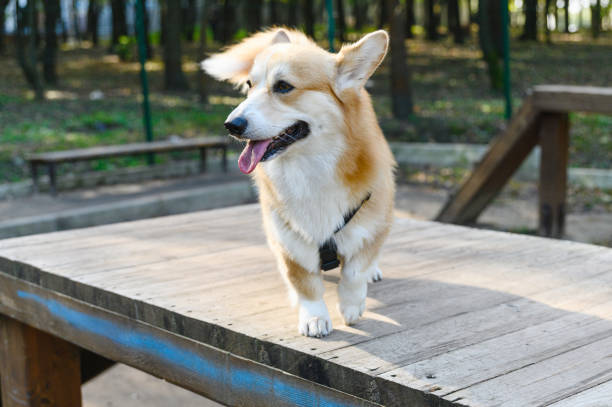 A fluffy Welsh corgi with a golden coat and a black harness stands on a wooden platform in a park. Dog has one ear raised and its tongue out. The background features green trees and wooden structures.