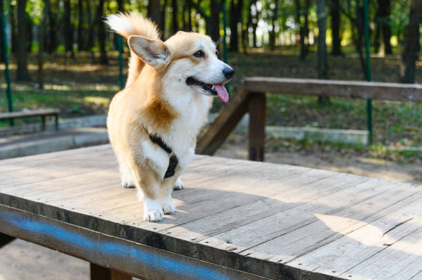 istock Welsh corgi standing on wooden platform in park. 2196453729