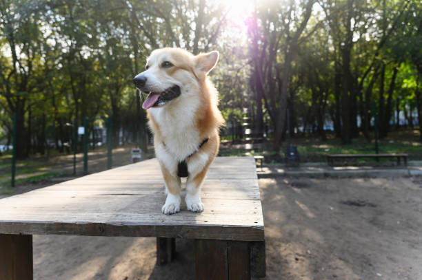 istock Corgi on a wooden table in a sunny park. 2196453730