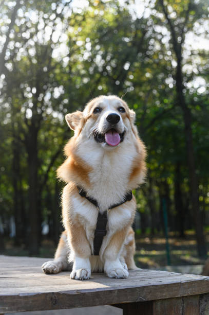 A red and white Welsh corgi in a black harness sits on a wooden platform in the park. The dog sticks out its tongue. Background with green trees and sunlight.