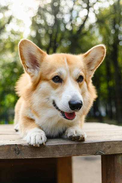 istock Welsh corgi lying on a wooden platform outdoors. 2196453838