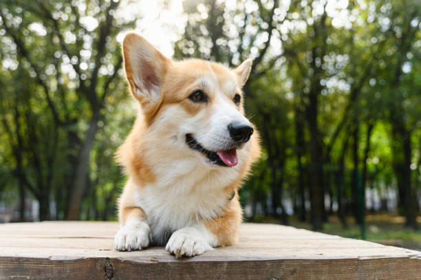 A red and white Welsh Corgi lies on a wooden platform at a dog training ground. The dog has its tongue out, perked-up ears, and looks to the side. Green trees and sunlight create a natural background.