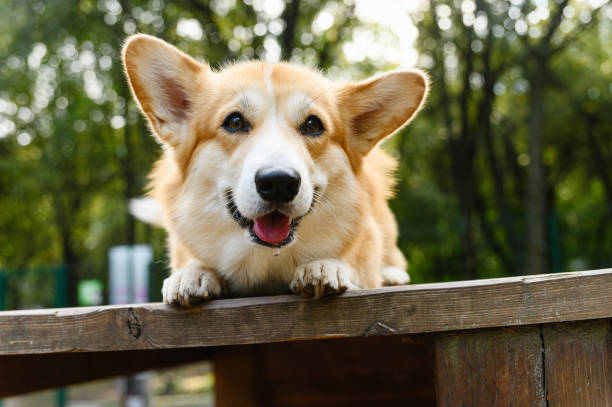 A red and white Welsh Corgi lies on a wooden platform at a dog training ground. The dog has its tongue out, perked-up ears.
