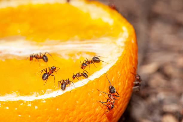 istock Small Ants eating a yellow orange. Macro photography. 2196454610