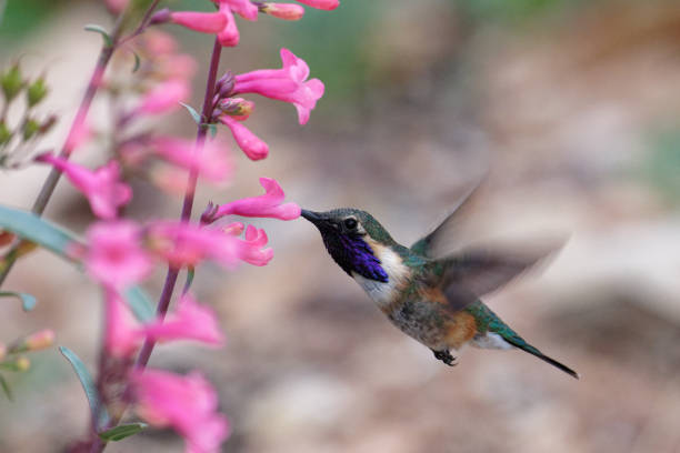 istock Male Lucifer Hummingbird 2196454751