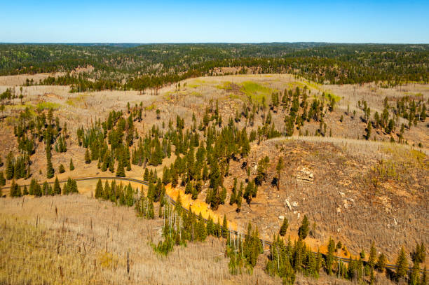 istock Kaibab National Forest in Arizona 2196455359