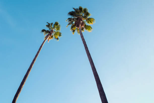 istock Tall palm trees reaching for the clear blue sky in a sunny outdoor setting 2196457307