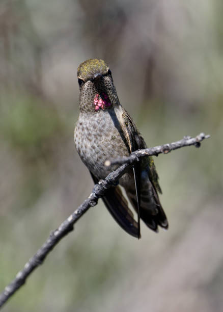 istock Female Anna's Hummingbird 2196458460