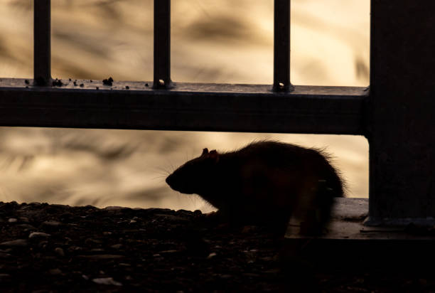 A black rat silohuette with a clipping path.