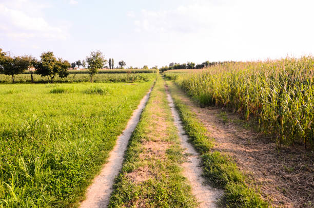 Countryside Gravel Road Going Through the Fields in North Italy