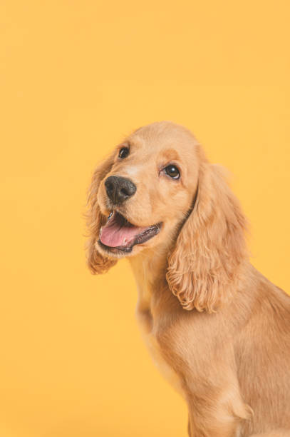 istock Puppy Portrait 2196462867