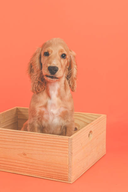 istock Puppy in Wooden Box 2196462884