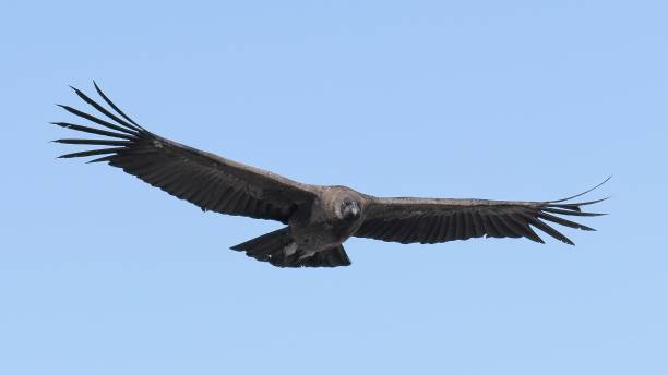 istock A juvenile Andean Condor soaring in central Chile 2196463178