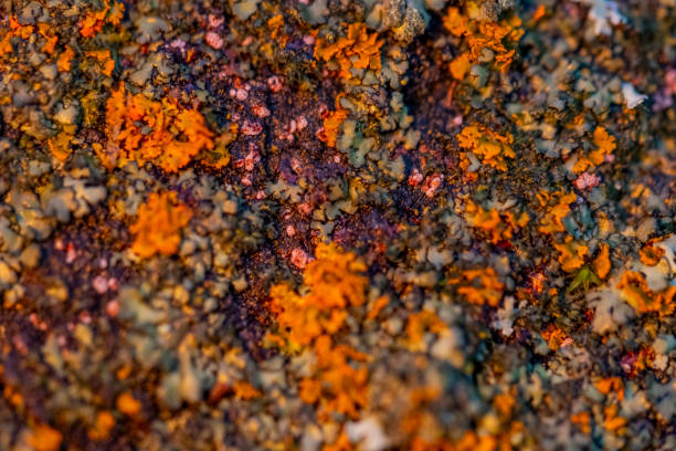 Lichens Growing On Rocky Surface