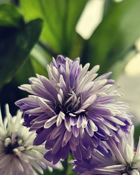 A charming photo capturing purple flowers in full bloom, showcasing their multi-layered delicate petals, vibrant hues, and the essence of springtime beauty.
