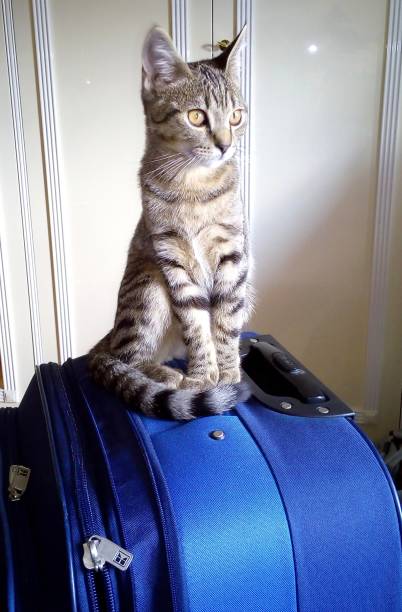 istock a tabby kitten sits on a large blue suitcase and looks dreamily into the distance 2196467729