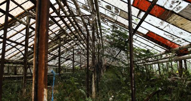 istock old abandoned greenhouse rusted metal structures overgrown grass wild plants atmospheric captures beauty decay showcasing forgotten architecture reclaimed by nature urban exploration derelict spaces 2196467831