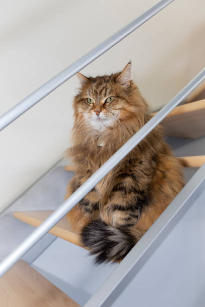 istock Beautiful Siberian Cat Sitting in Modern Stair 2196469753