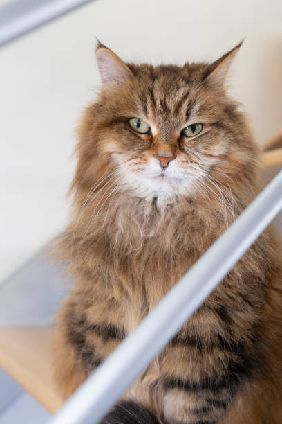istock Beautiful Siberian Cat Sitting in Modern Stair 2196469754