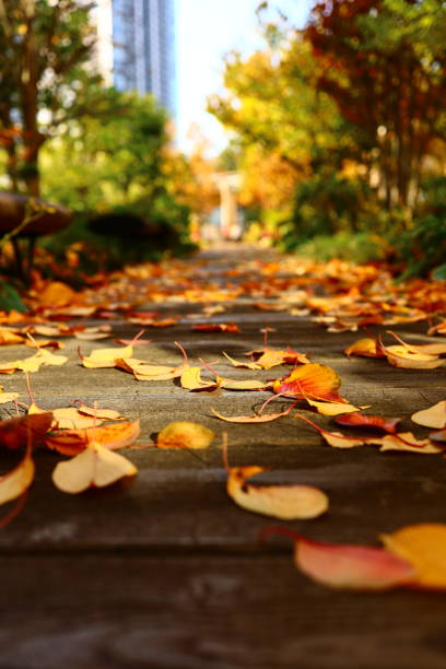 istock Autumn leaves in Japan 2196470189