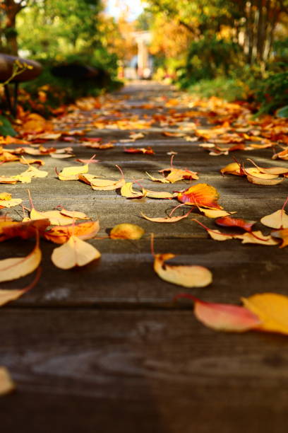 This photo was taken in Japan when the autumn leaves were at their most vivid.