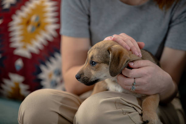 istock A Cuddly Puppy Enjoying Gentle Affection While Being Petted Indoors in a Colorful Setting 2196470885