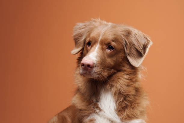 istock Nova Scotia Duck Tolling Retriever looking attentively sideways 2196471556