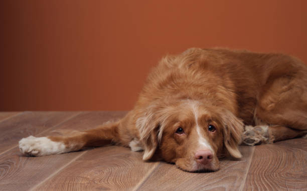 istock Nova Scotia Duck Tolling Retriever lying with head resting down 2196471562
