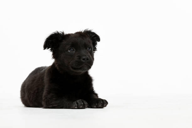 A playful black puppy resting calmly, ideal choice for petrelated content or themes on animal rescue
