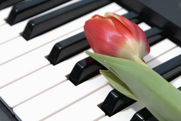 istock A red tulip is placed on a piano keyboard 2196472793
