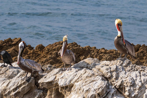 istock California Brown Pelicans standing on rocks. Blue ocean in background. 2196476036