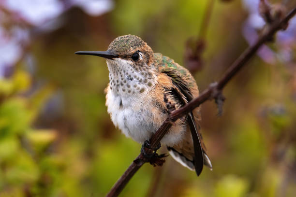 Young Anna's Hummingbird, perched on branch, looking at camera. Flowers, foliage in background. stock photo