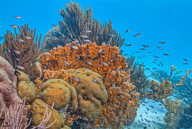 istock Coral reef off the coast of Roatan 2196476086