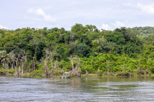 A picturesque view of a serene river surrounded by dense, vibrant green forest creating a peaceful and natural environment.