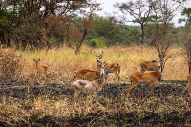 Group of Antelopes Grazing in a Lush Savannah Landscape