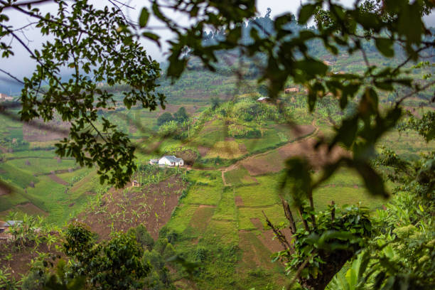 A picturesque rural view of terraced farmland and a small white house, framed naturally by the surrounding green vegetation, evoking a sense of harmony with nature and sustainable living.