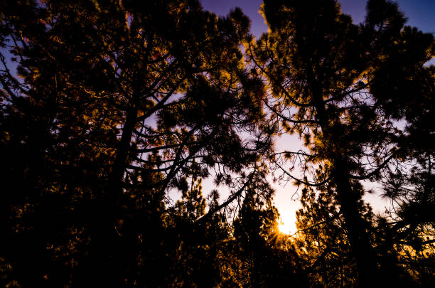 istock Morning Scene in the Forest 2196483408