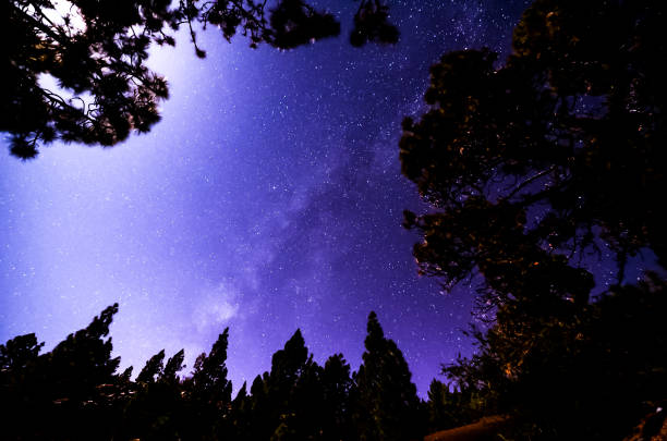 Stars in the Sky at Night over the Trees of a Pine Forest