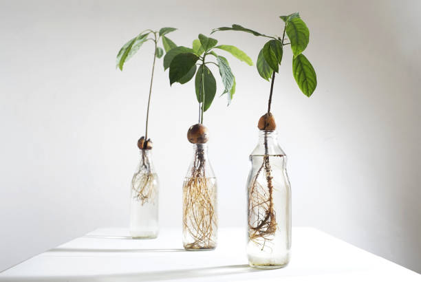 istock Avocado seeds germinating and growing in water bottles on white table 2196485830