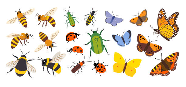 illustrazioni stock, clip art, cartoni animati e icone di tendenza di set di diversi insetti impollinatori - insetto