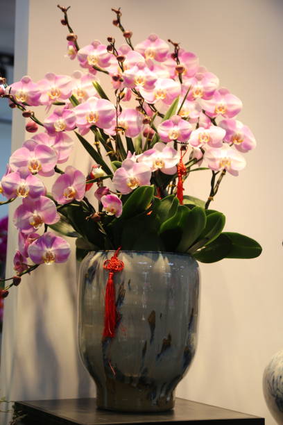 istock A large, pink Phalaenopsis orchid is placed in an elegant, Chinese-style ceramic vase, with green leaves and red tassels hanging from the flowers 2196488821