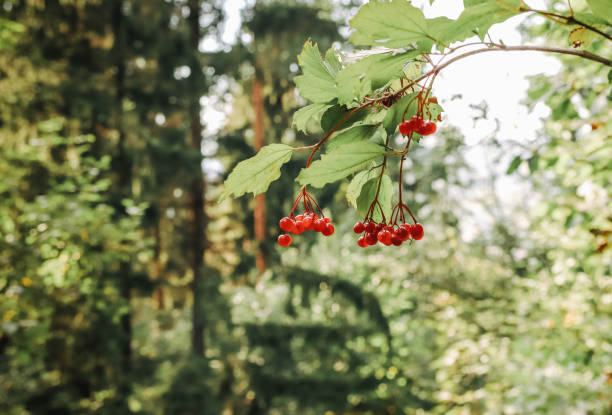 Healing plants of the wild forest in Lviv, Lviv Oblast, Ukraine