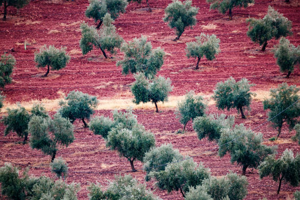 Young green olives hang on branches against an olive grove background, in Provence, France.