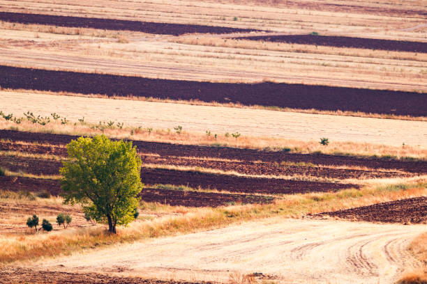 Tree among stubble and fallow land in Alhambra in Alhambra, Castile-La Mancha, Spain