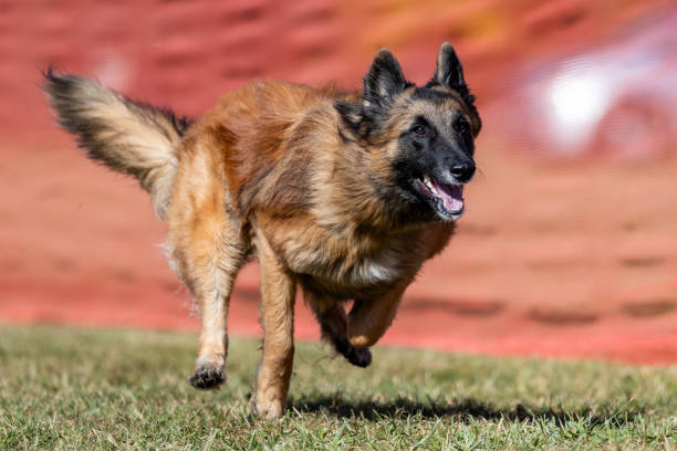 istock Belgian Shepherd Tervuren Running Lure Course Sprint Dog Sport 2196490480